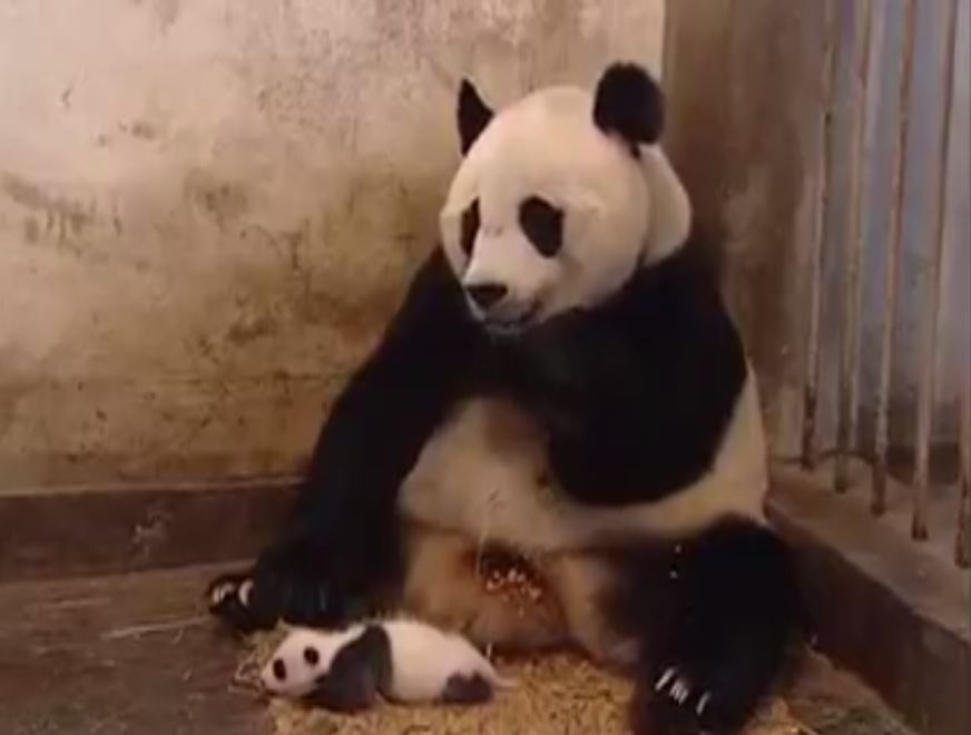 Yavrusunun Hapşırığından Korkan Sevimli Panda 