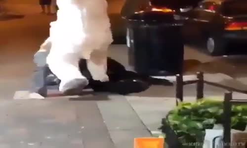 Kavgayı Ayıramayınca Kavga Eden Paskalya Tavşanı