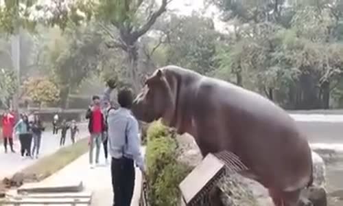 Hayvanat Bahçesinden Firar Etmek İsteyen Su Aygırına Müdahale Eden Güvenlik Görevlisi 