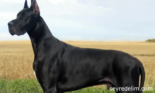 Dünyanın En Büyük 5 Köpek Irkı 