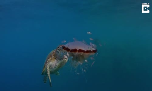 Acıkan Kaplumbağanın Denizanasını Yemesi