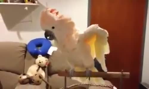 Ruh Hastası Papağan Yine Sahne Aldı