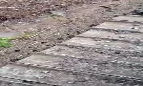 Fareye Buldozer Paletinde Egzersiz Yaptıran Operatör 