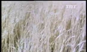 Adıyaman'da Buğday Üretimi