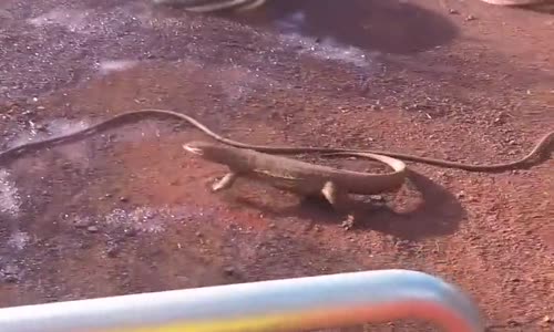 Su Hortumunu Yılan Sanan Kertenkele