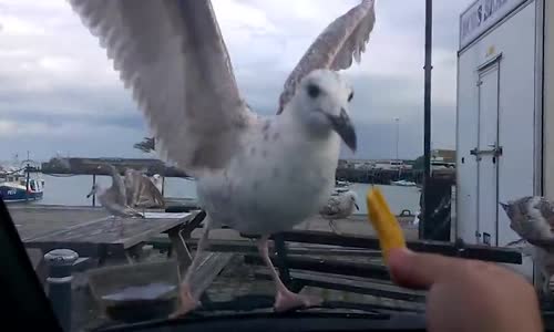 Aç Martıları Trolleyen Vicdansız Çift