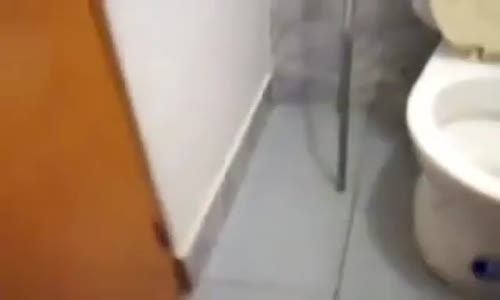 Tuvaletini Klozete Yapan Kedi