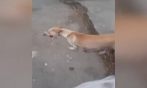Anne köpek Yavru Köpege Yemek Götürüyor