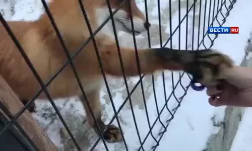 Yavru Tilkinin Çarkı Ayağıyla Çevirmesi 