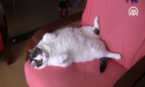 11 Kiloluk Kedi Diyetle Zayıflayacak