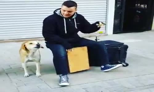 Sokak Müzisyenlerine Eşlik Eden  Köpek