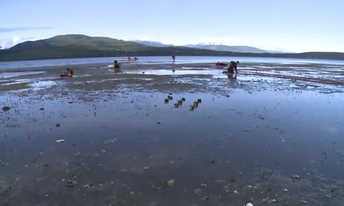 Kaliforniya Deniz yemeği- Geoduck Midyesinin Yakalaması ve işlemesi