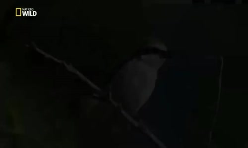  Öldürücü Küçük  Katiller - Belgesel HD