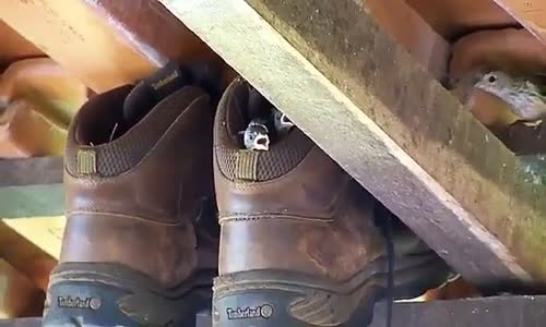 Botu Yuva Yapan Kuşlar