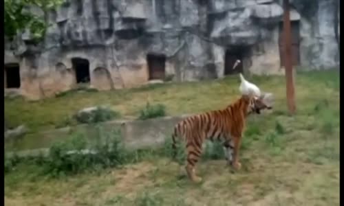 Aslanları Oynatan Kuğu