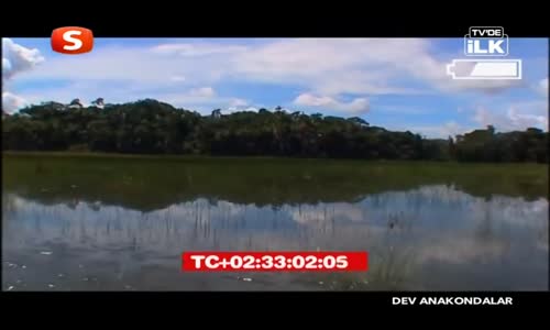 dev anakondanın doğumu