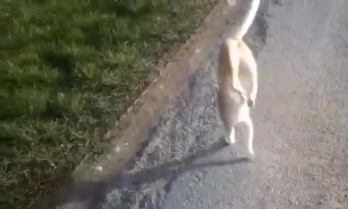 Kedinin Akrobatik Hareketi