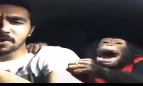 Şempanze ile Birlikte Çıldıran Adam