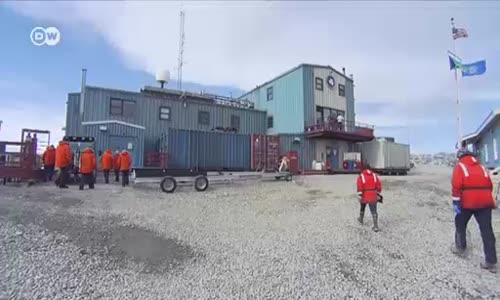 Adelie penguenleri tehdit altında