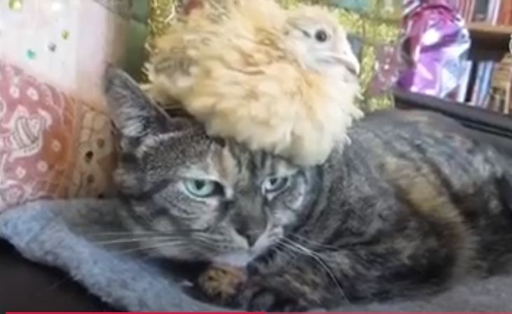 Civciv Bu Kadarda Kediye Karşı Şansını Zorlamamalı !