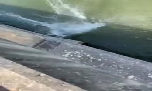 Köprüden Şuursuzca Atlayan Genç 