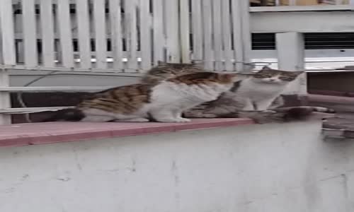 Uzun Zamandır Aranan Kedi Çetesi