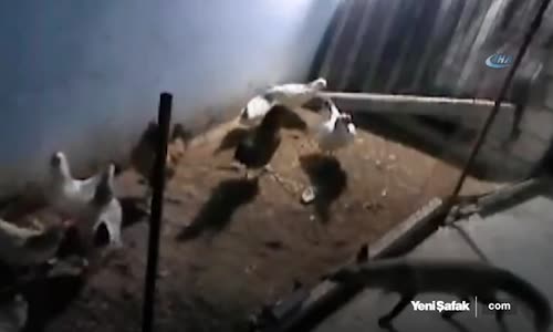 Kurnaz Tilkinin İzleyenleri Kahkahaya Boğan Hırsızlık Anı