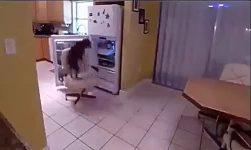 Buzdolabının Kapağı Açan Akıllı Aç Köpiş