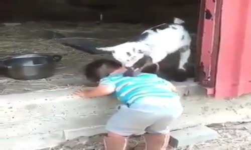 Yavru Keçiye Masaj Yaptıran Ufaklık