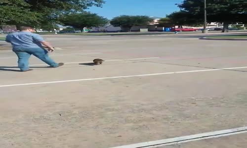 Konserve Kutusuna Kafasını Sıkıştıran Rakun