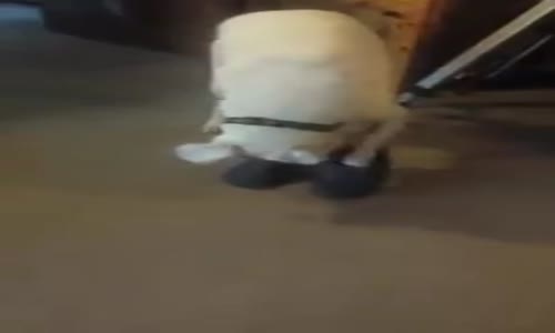 Her köpek farklı bir alanda becerikli