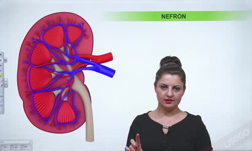 EBA BİYOLOJİ LİSE - ÜRİNER SİSTEM - NEFRONUN YAPISI