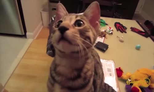 Hayvanların Gülmekten Ağlatan Videoları