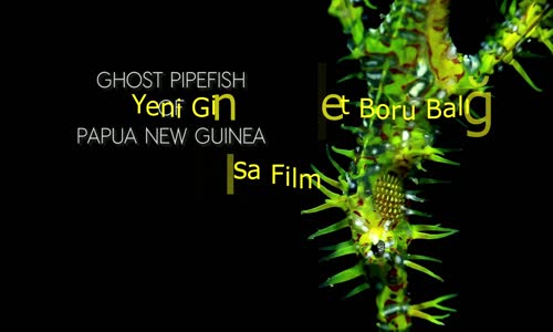 Papua Yeni Gine Hayalet Boru Balığı