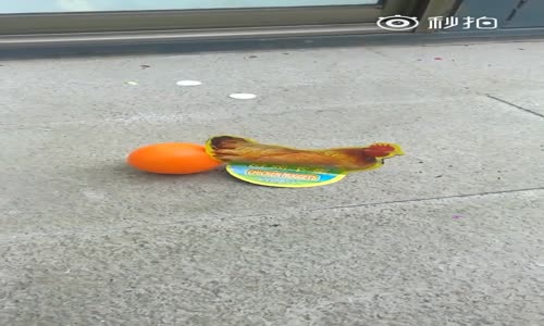 Ateş Tutunca Yumurtlayan Tavuk 