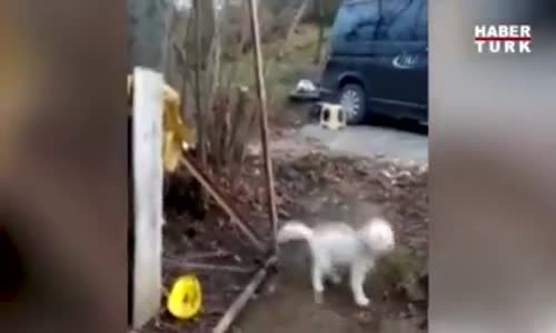 Kemençe Sesine Dayanamayan Köpek