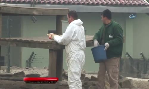 Maymunların Yumurta ve Tavuk Keyfi