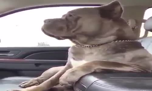 Mafya Babası Köpek