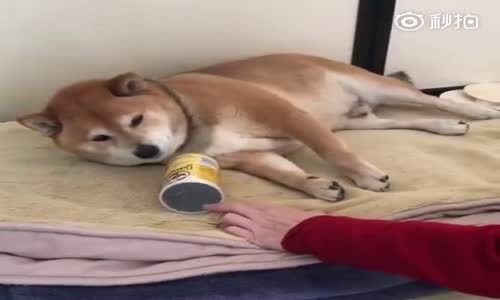 Kutusunu Kimseye Vermeyen Köpek