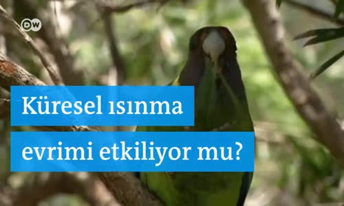 Küresel ısınma evrimi etkiliyor 