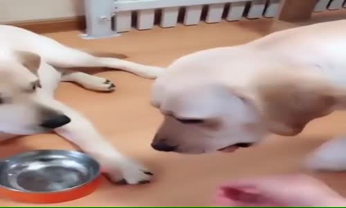 Köpekler de Kibarlık