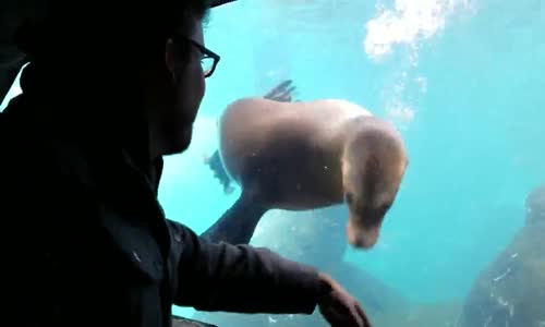 Akvaryumda El Hareketlerini Takip Eden İlginç Deniz Aslanı