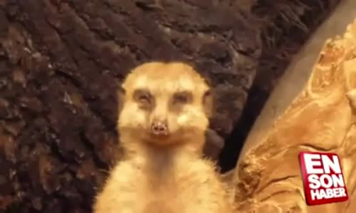 Ayakta uyuyan mirket