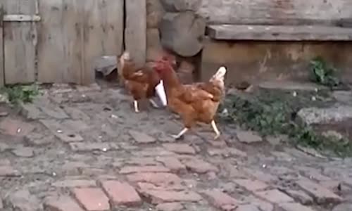 Oynayan Komik Tavuklar