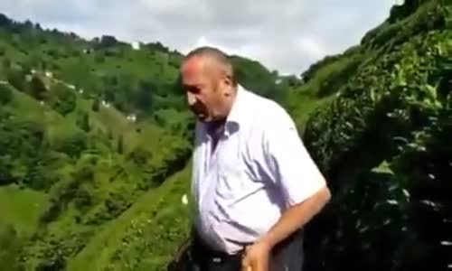 Çay Toplarken Yuvarlanan Laz Dayı 