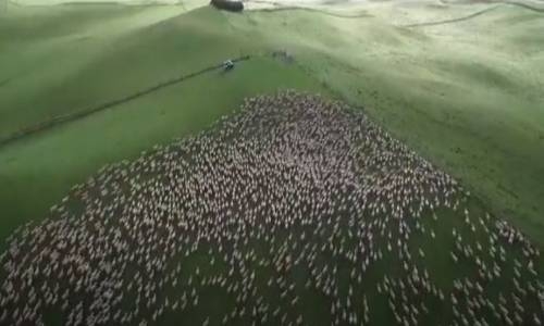 Kuzuların Meralarda Özgürce Dolaşması Bu Kadar mı Hoş Olur ?