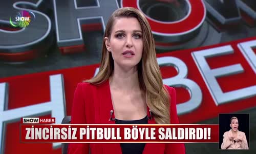 Zincirsiz pitbull böyle saldırdı!