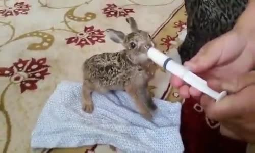 Allah hiçbir yavruyu anasız bırakmasın 