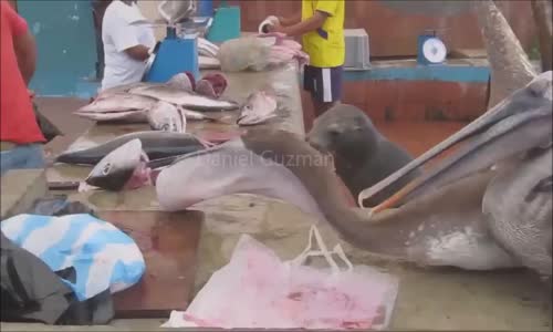 İşinde Usta Hırsızlar