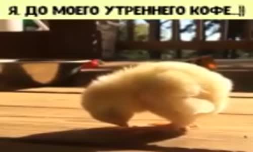 Uykusuzluğa Yenik Düşen Civciv'in Halleri